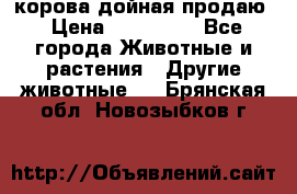 корова дойная продаю › Цена ­ 100 000 - Все города Животные и растения » Другие животные   . Брянская обл.,Новозыбков г.